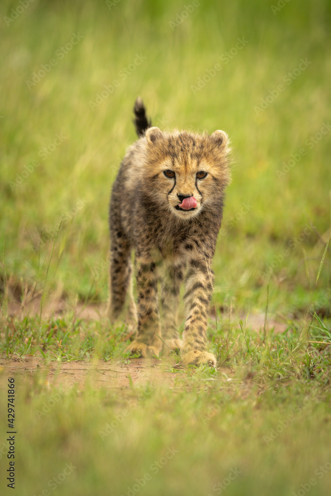 Obraz premium Cheetah cub stands in grass licking nose
