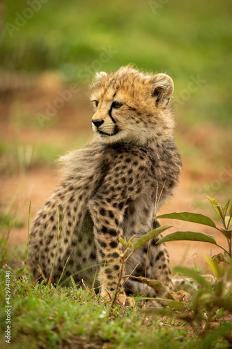 Cheetah cub sits looking back in grass