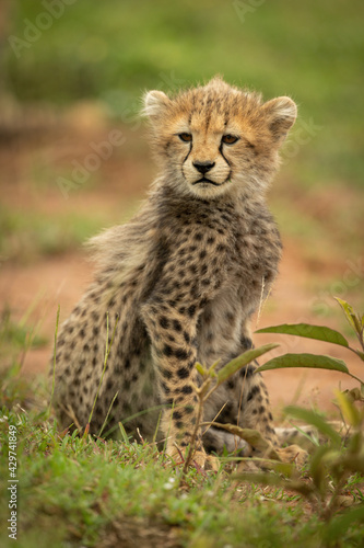 Cheetah cub sitting turning head in grass