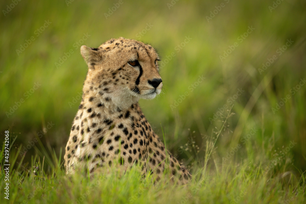 Naklejka premium Cheetah cub sits in grass turning head