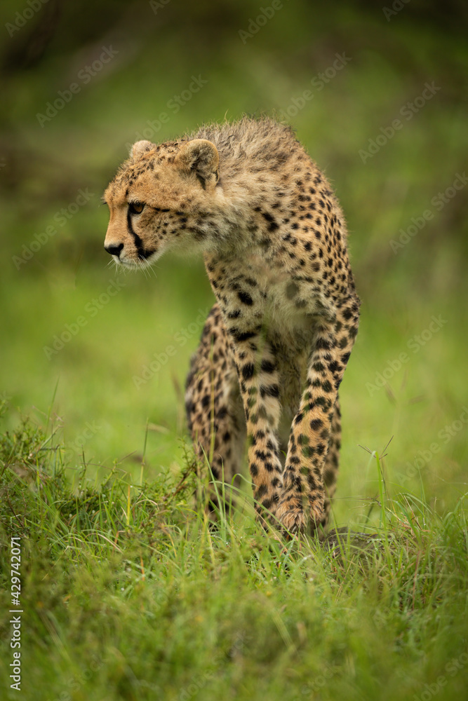 Cheetah cub stands on grass looking down Cheetah cub stands on grass looking down
