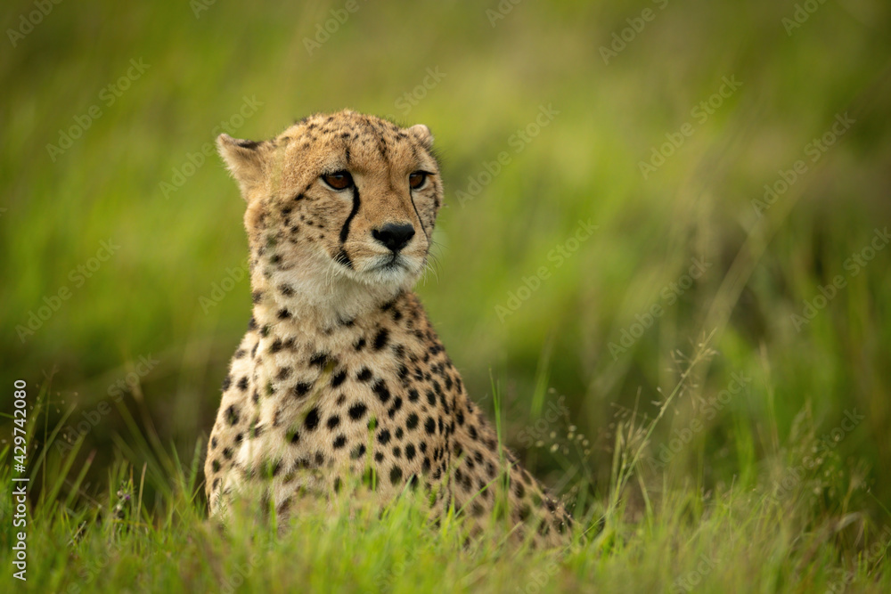 Fototapeta premium Cheetah cub sits in grass staring right