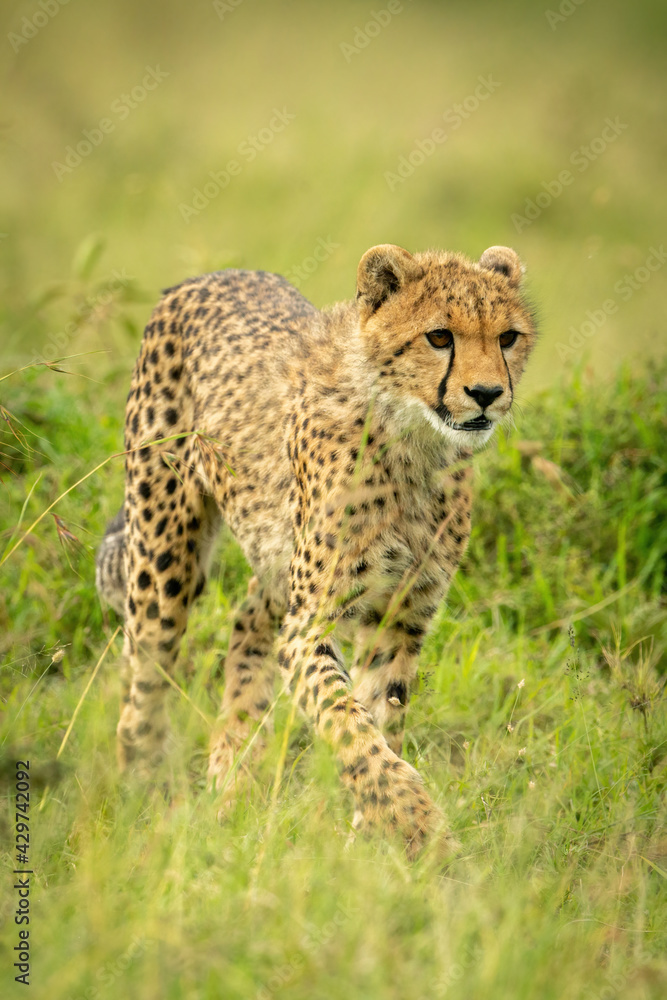 Cheetah cub walks through grass facing right Cheetah cub walks through grass facing right