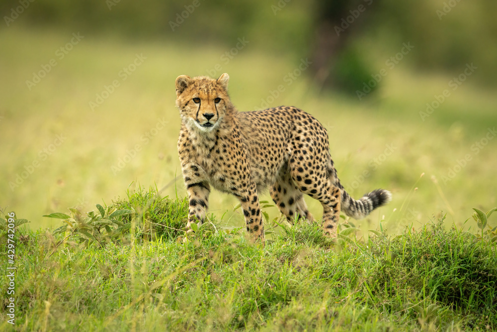 Cheetah cub stands in grass turning head Cheetah cub stands in grass turning head