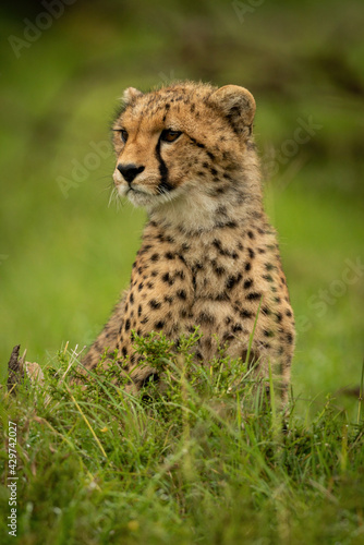 Cheetah cub sits in grass looking left
