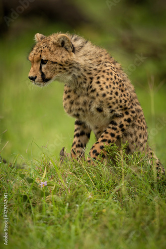 Cheetah cub sits in grass lifting paws