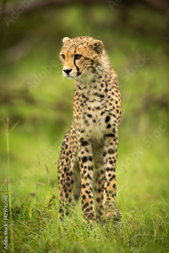 Cheetah cub stands in grass stretching neck © Nick Dale