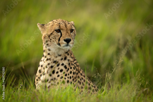 Cheetah cub sits in grass staring right