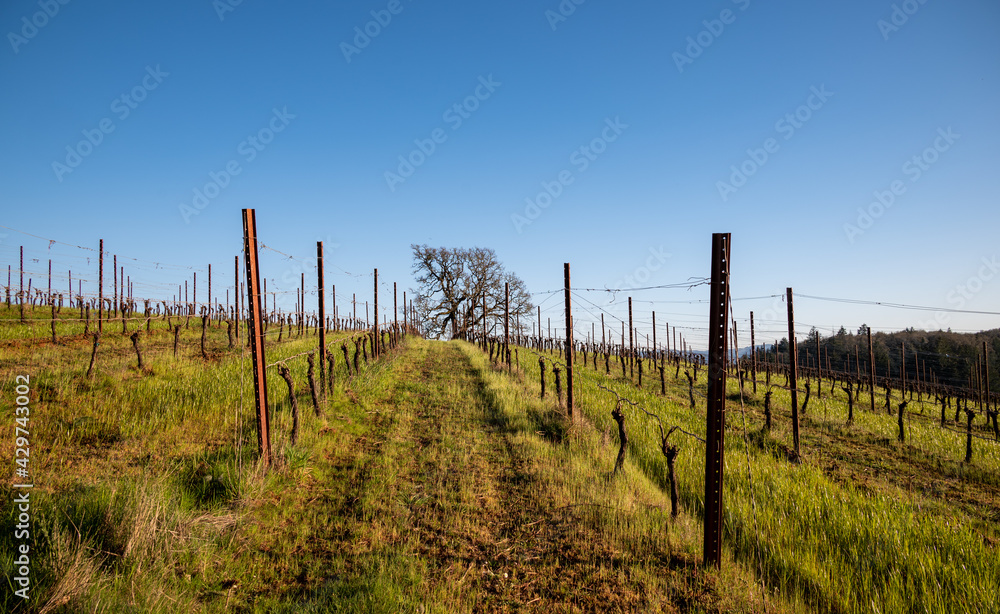 Early spring green grass lines rows of trellised vines which lead the eye to a single oak tree against a blue sky.