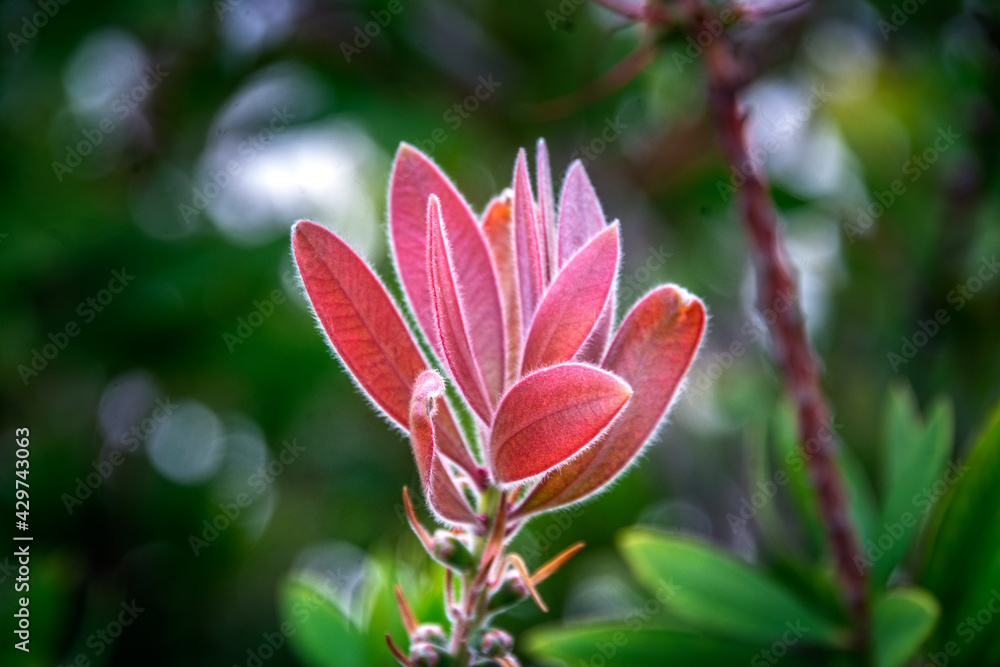 Fototapeta premium Varios