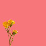 fresh yellow roses and green leaves on pink background with copy space. creative decoration summer minimal idea.