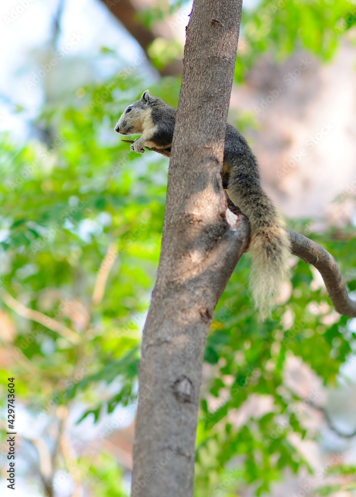 Fototapeta premium Squirrel on a Branch