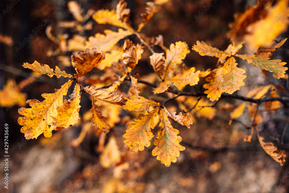 Autumn warm background. Oak autumn bright yellow and brown leaves. Gold autumn. photography with bokeh effect and film grain