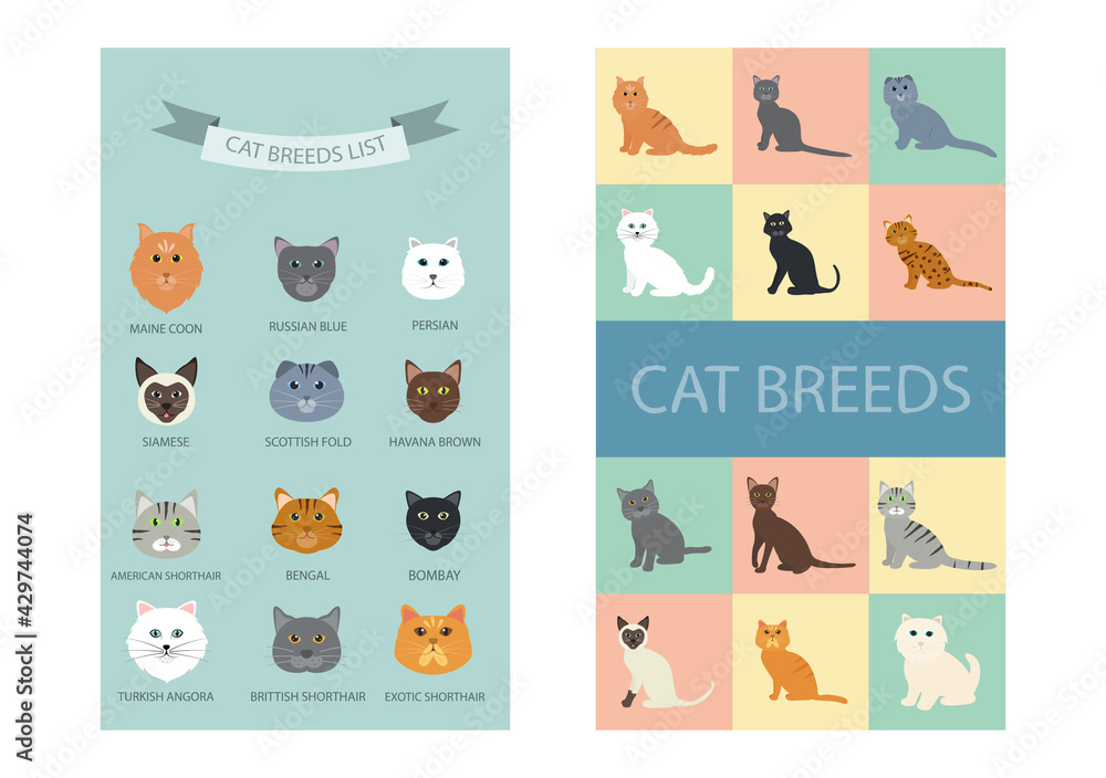Group of Cute Cat Breeds List Cartoon Animal Illustration To Background or Wallpaper Group of Cute Cat Breeds List Cartoon Animal Illustration To Background or Wallpaper