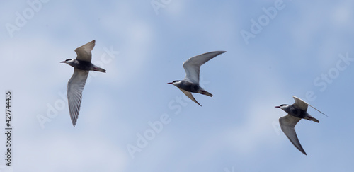 An adult Whiskered Tern (Chlidonias hybrida)(summer plumage) in flight (multipix), near Side, Turkey.