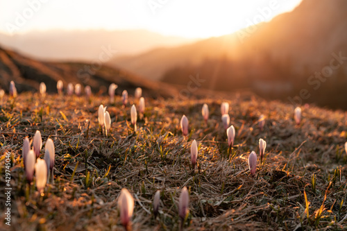 Krokus im Allgäu - Krokusblüte in den Allgäuer Alpen
