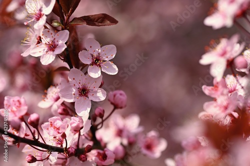 Branches of blossoming cherry. Background in spring on nature outdoors. Pink sakura flowers in springtime. © montypeter