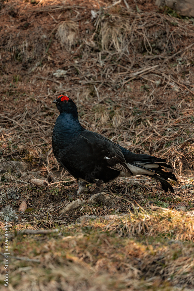 Birkwild - Birkhahn und Birkhuhn in den Allgäuer Alpen Birkwild - Birkhahn und Birkhuhn in den Allgäuer Alpen