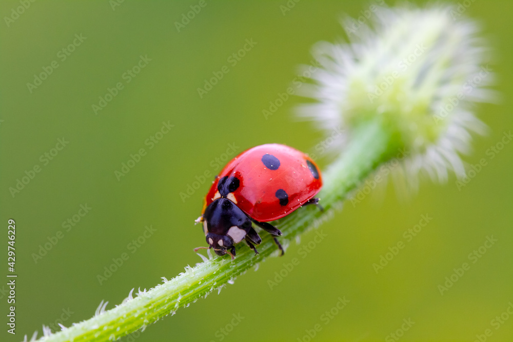 Two ladybirds, Coccinella septempunctata on a daisy. Two ladybirds, Coccinella septempunctata on a daisy.