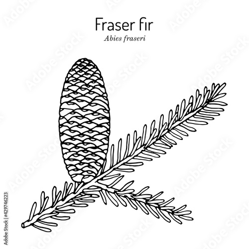 Fraser fir Abies fraseri , state Christmas tree of North Carolina