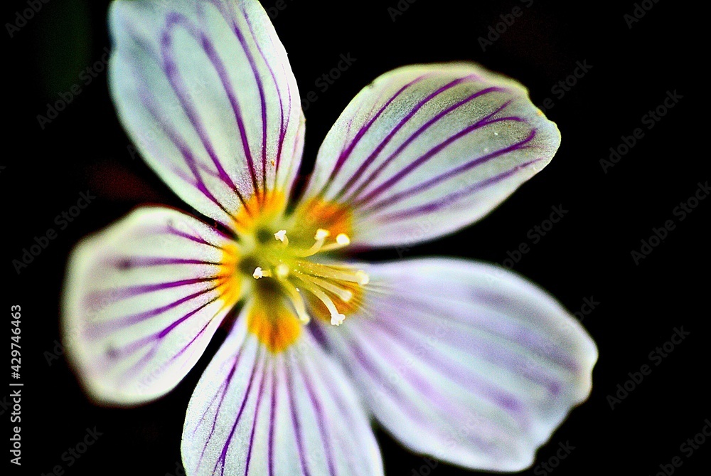 flower on black flower on black
