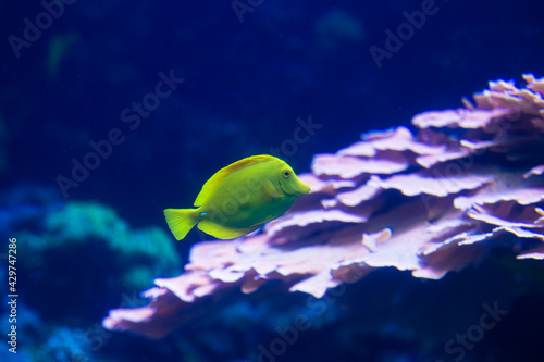 fish in aquarium