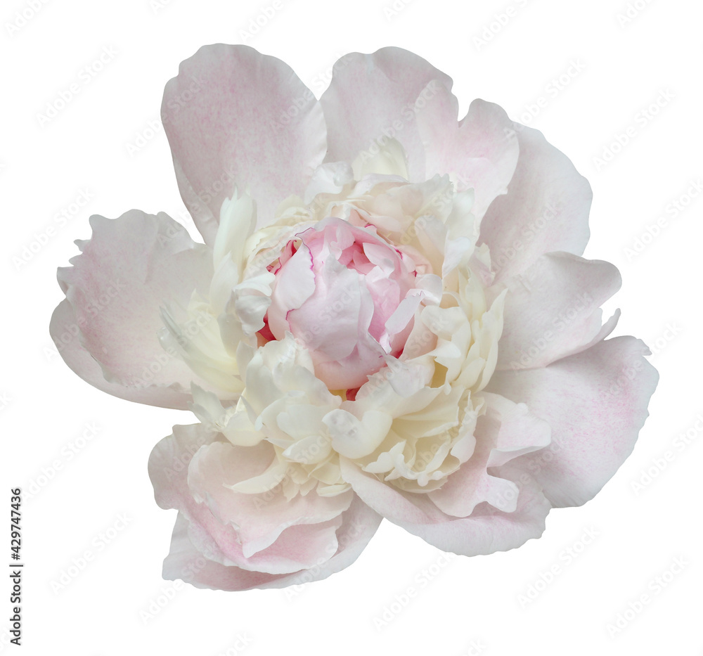 light pink peony flower close-up, isolated on a white light pink peony flower close-up, isolated on a white