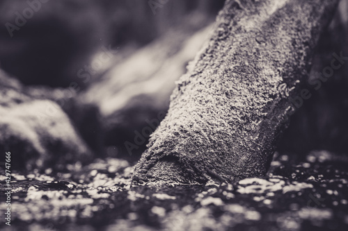 Moss covered log in river