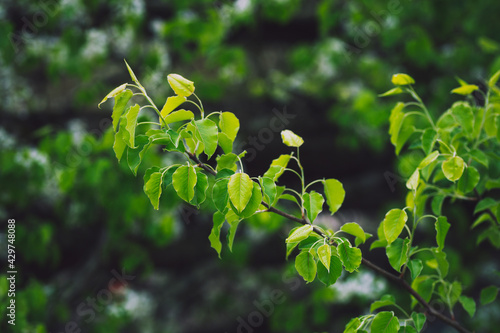 leaves on a branch
