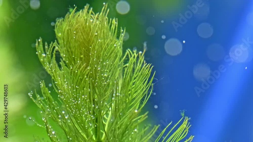 SLOW MOTION - Beautiful  freshwater plant  Myriophyllum aquaticum exudes bubbles oxygen. Process of photosynthesis of  the aquarium plants in an aquarium.  photo