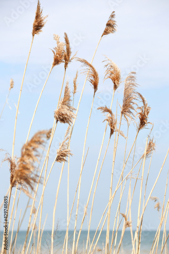 Dry reed on the lake, reed layer, reed seeds. Golden reed grass, pampas grass. Abstract natural background. Beautiful pattern with neutral colors. Minimal, stylish, trend concept