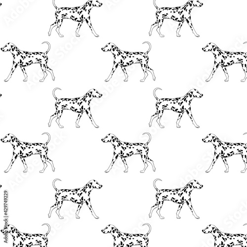 Vector pattern with hand drawn   illustration of dalmatian isolated. Creative realistic artwork.  Template for card, poster, banner, print for t-shirt, pin, badge, patch.