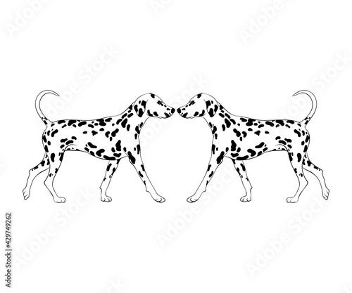 Vector hand drawn  illustration of dalmatian isolated. Creative realistic artwork.  Template for card, poster, banner, print for t-shirt, pin, badge, patch.