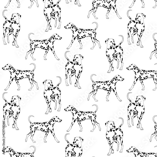 Vector pattern with hand drawn   illustration of dalmatian isolated. Creative realistic artwork.  Template for card, poster, banner, print for t-shirt, pin, badge, patch.