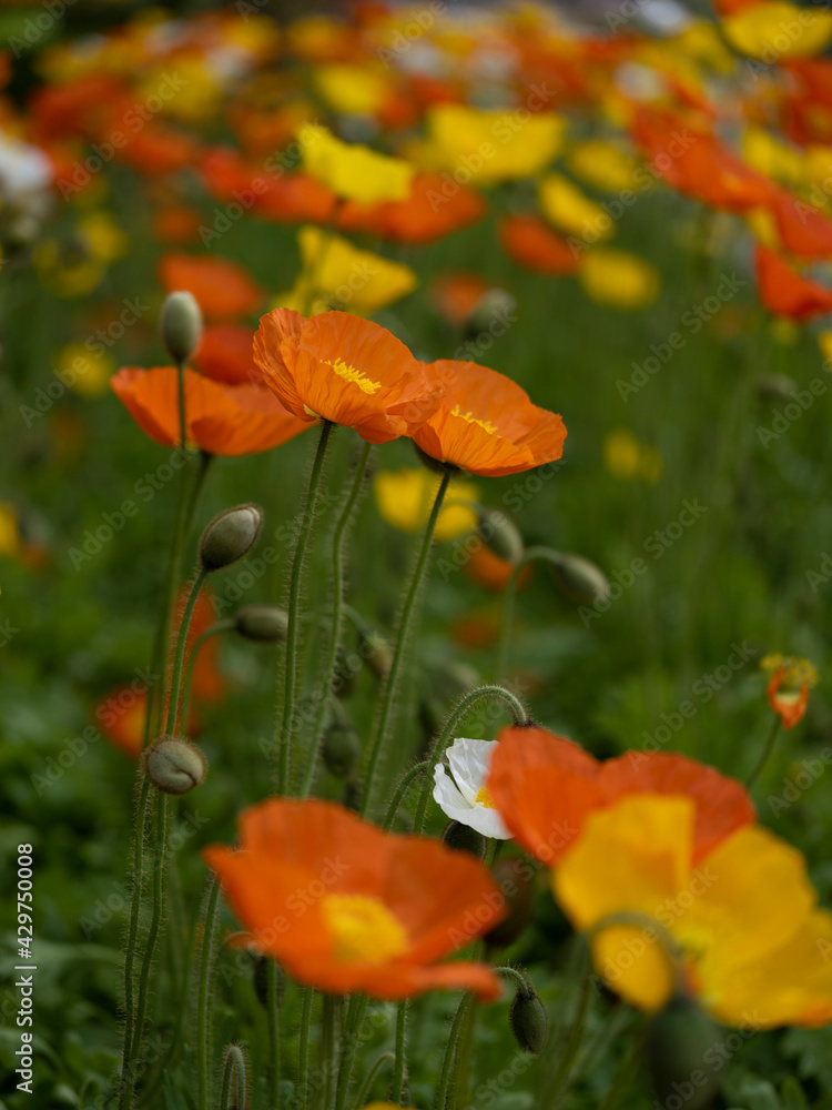 Obraz premium ポピー