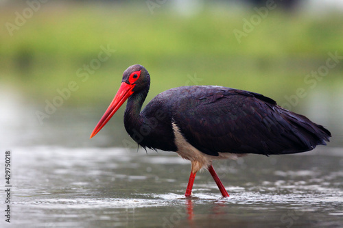 The black stork  Ciconia nigra  fishing in the shallow lagoon with green background.