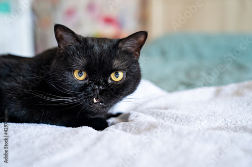 black cat with sticking fangs. wrong bite and tooth problems in animals. Pets.