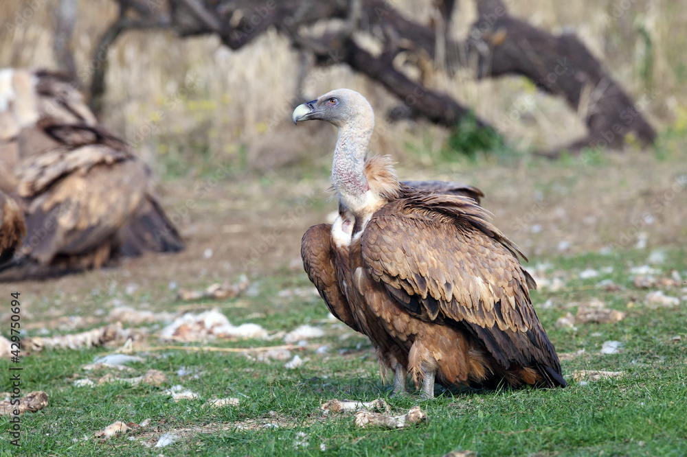 Fototapeta premium The griffon vulture (Gyps fulvus) a walking from the loot with the other vultures in the background