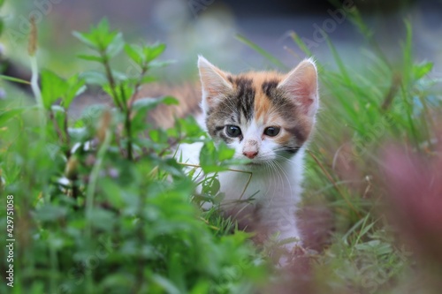  Portrait of a cute colorful kitten in the meadow. 