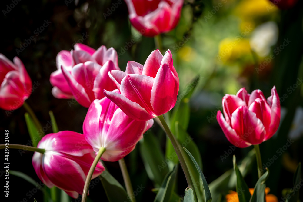 Colourful Tulips in Spring Colourful Tulips in Spring