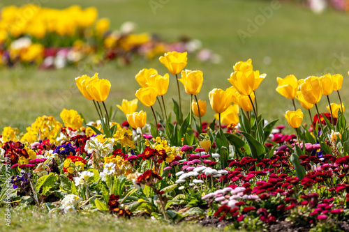 Yellow Tulips and Other Spring Flowers