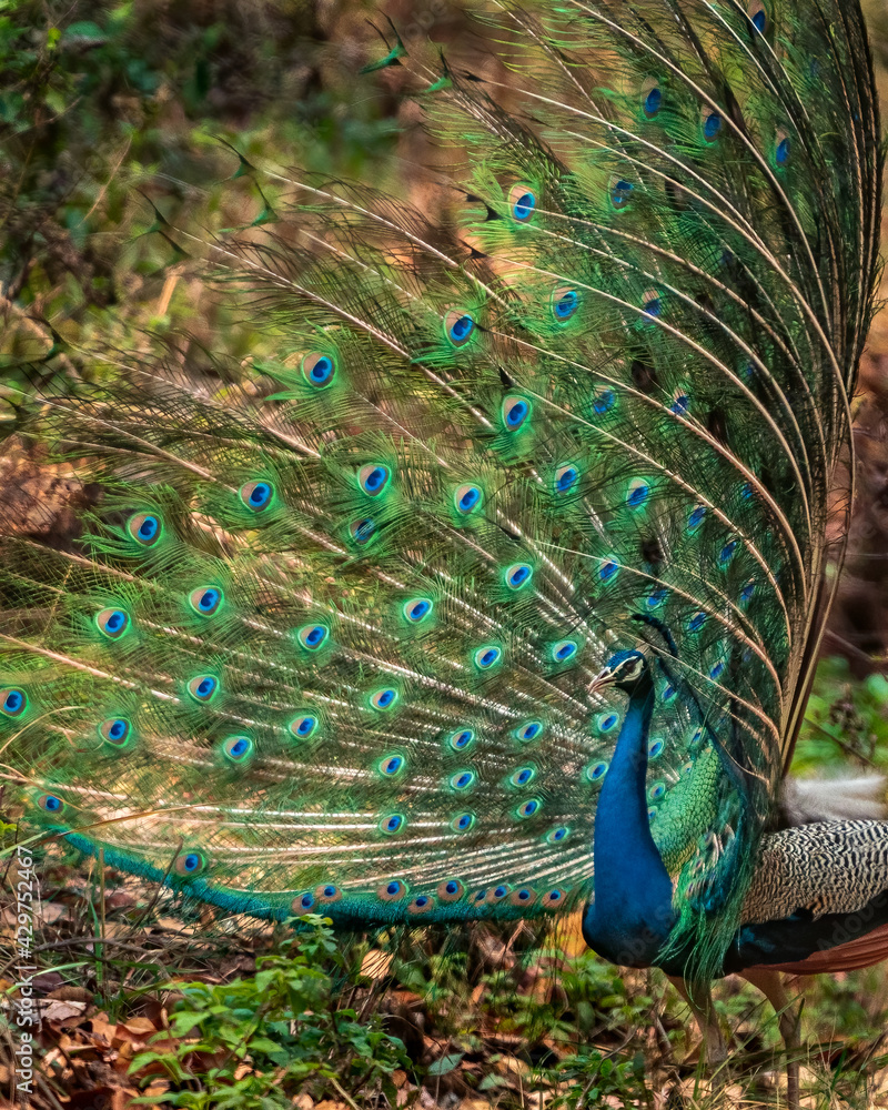 Obraz premium Peacock Dancing