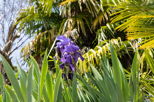 Iris flower in a garden 