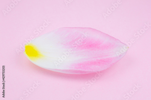 Soft focused Petal from a pink tulip flower on the pink background. Minimalism, beautiful natural wallpaper. Human aging concept. Natural eco cosmetics. Different changes in a person's life.