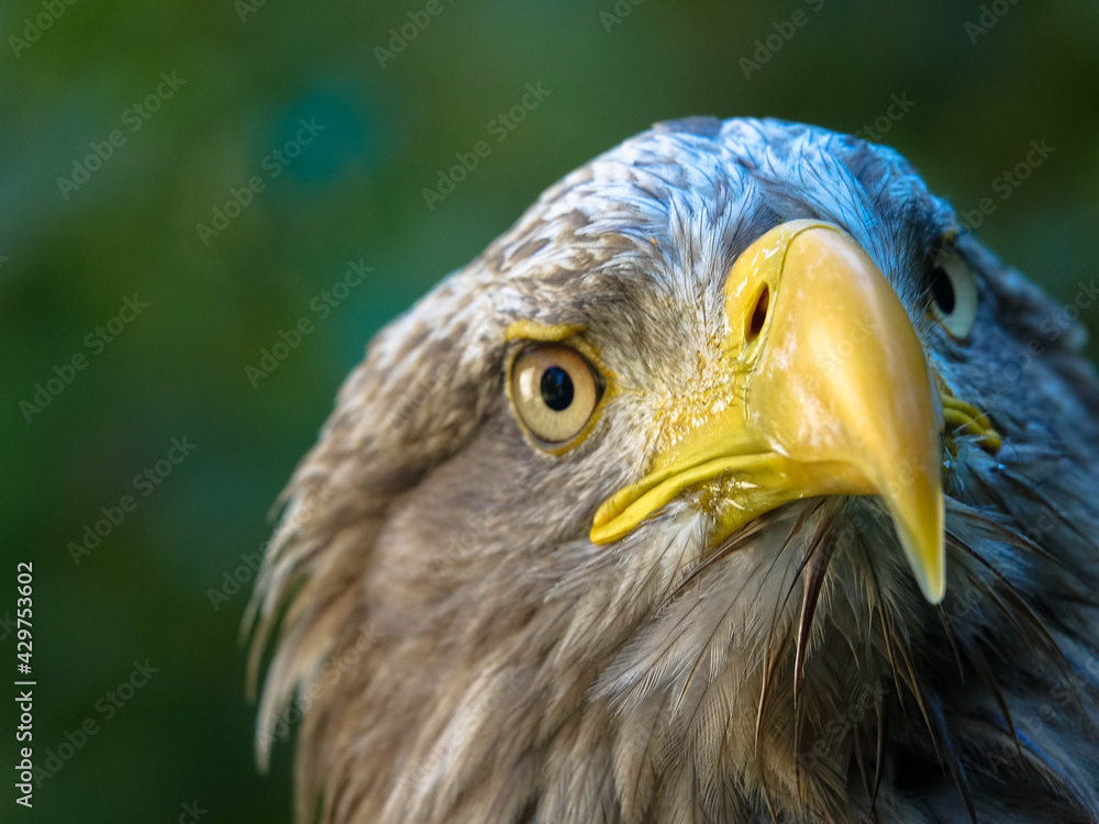 Obraz premium Portrait of a golden eagle