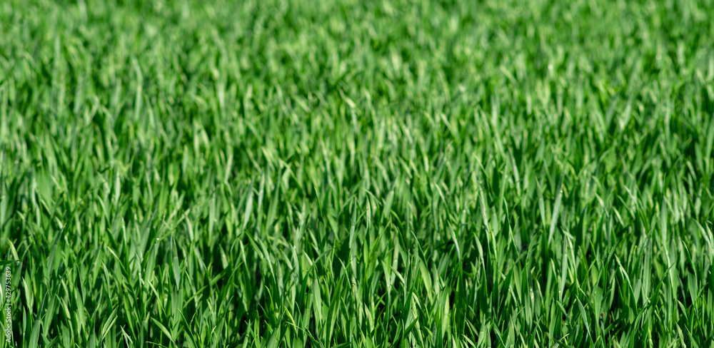 A field with young plants of cereals. Selective focus. A field with young plants of cereals. Selective focus.