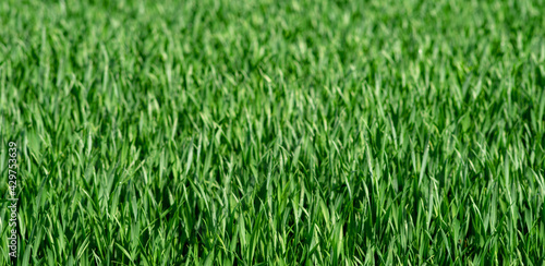 A field with young plants of cereals. Selective focus. © vladk213