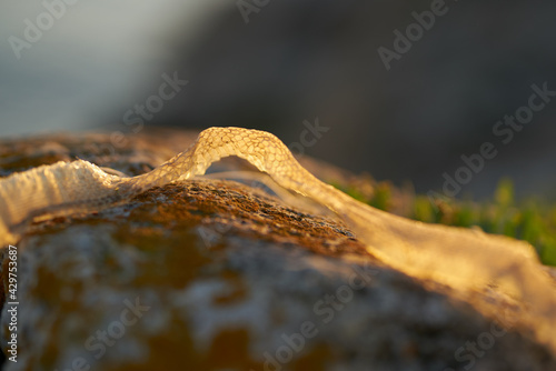 dried skin of a snake on the sand in nature in the mountains