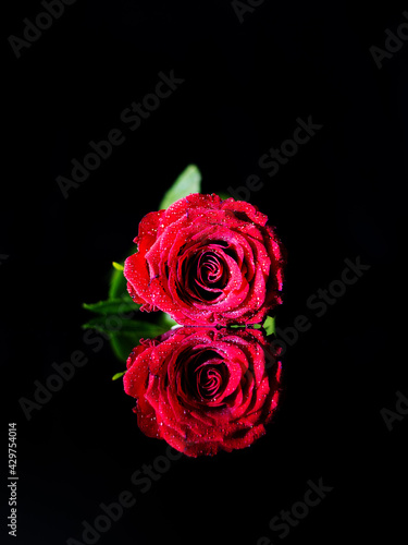 Red rose flower lying on the black reflective surface with the black background alike number 8