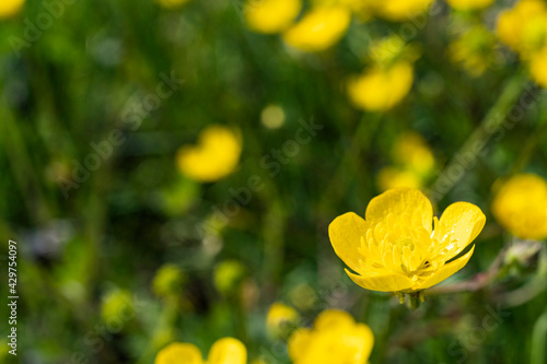 some buttercup flowers, Ranunculus Acris, in a meadow  © Sergio Delle Vedove